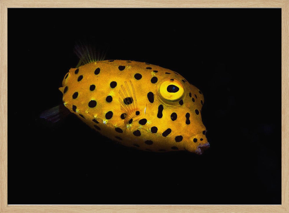 Yellow Boxfish Poster