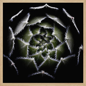 Sempervivum Rosette Poster