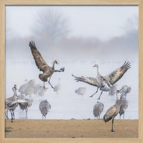 Morning Dance Poster