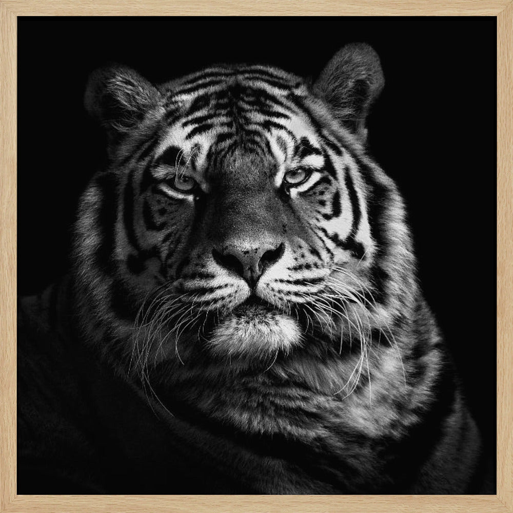 Tiger Poster