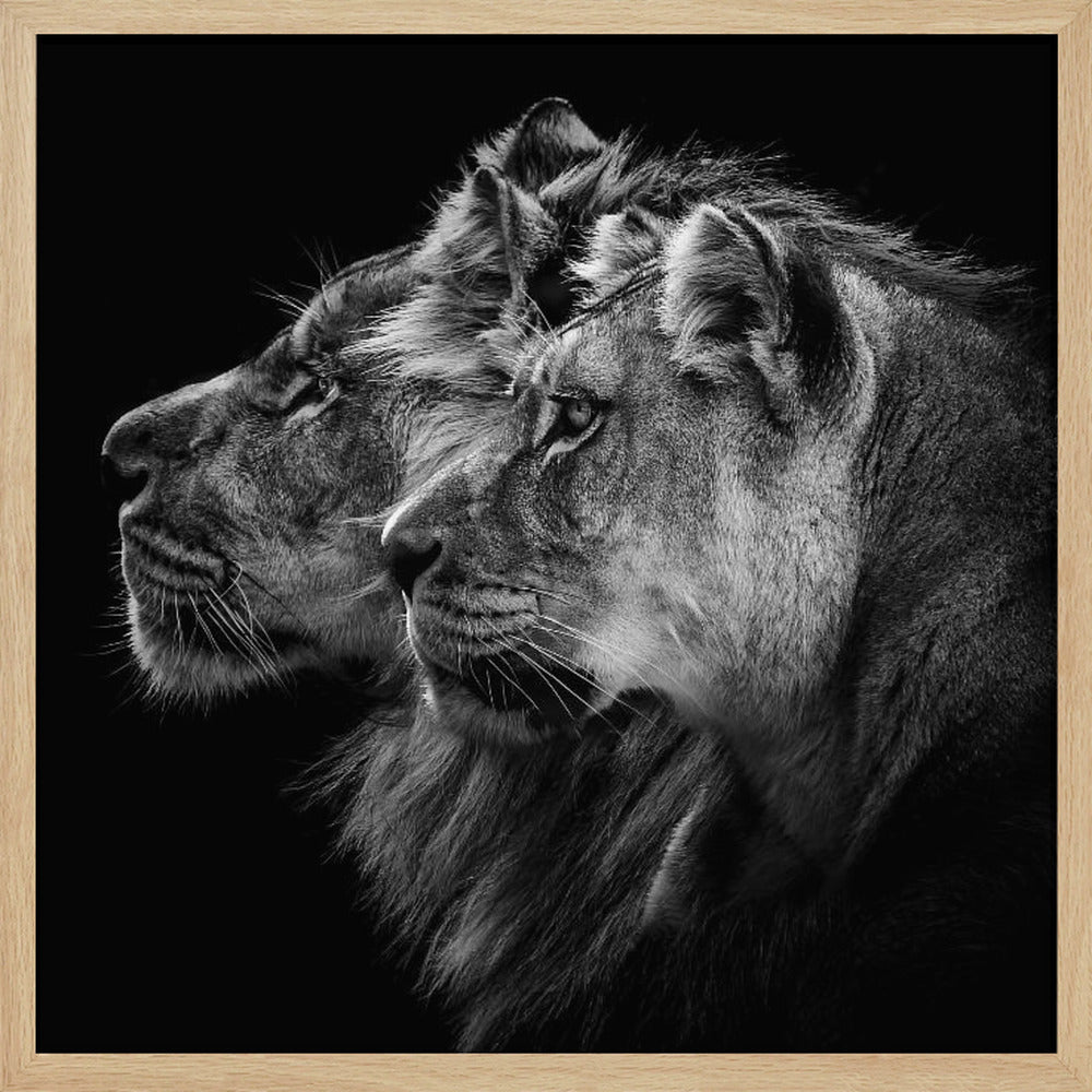 Lion and  lioness portrait Poster