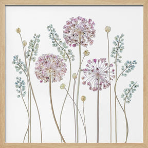 Allium Poster