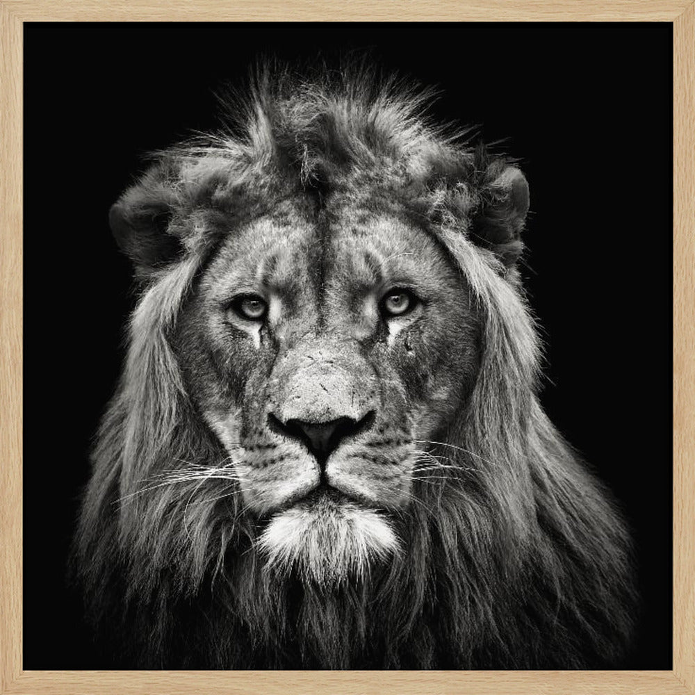 Young Male Lion Poster