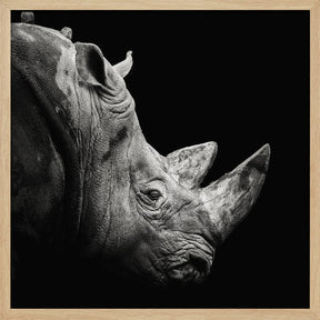 Rhino Poster