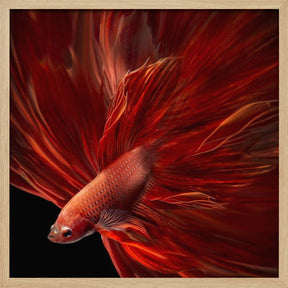 Red Fire Bettafish Poster