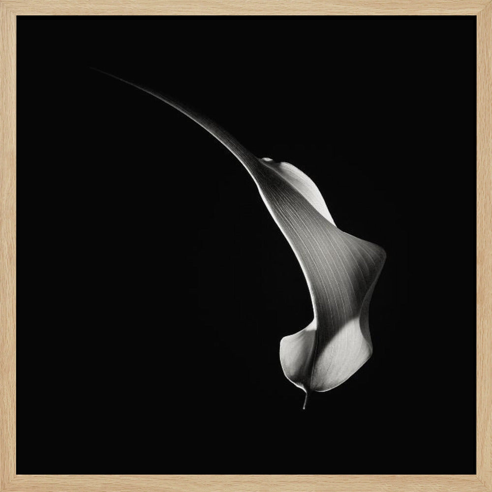 Hummingbird Abstraction (Calla Lily #3) Poster