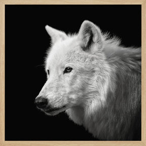 White Wolf #2 Poster