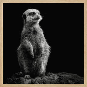 Meerkat Poster