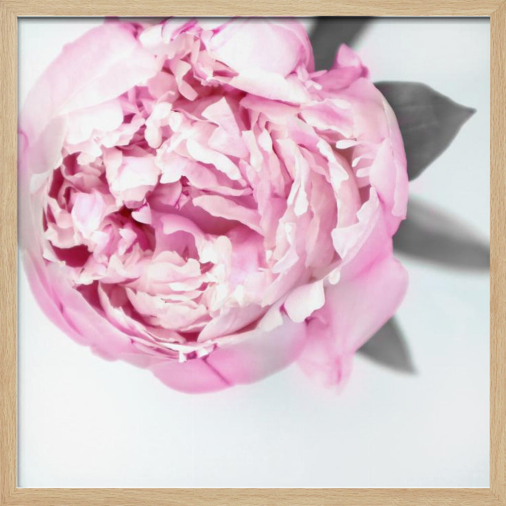 Pink peony III Poster