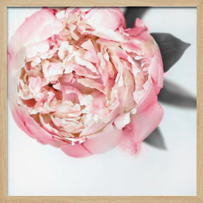 Blush peony III Poster