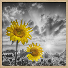 Focus on two sunflowers Poster