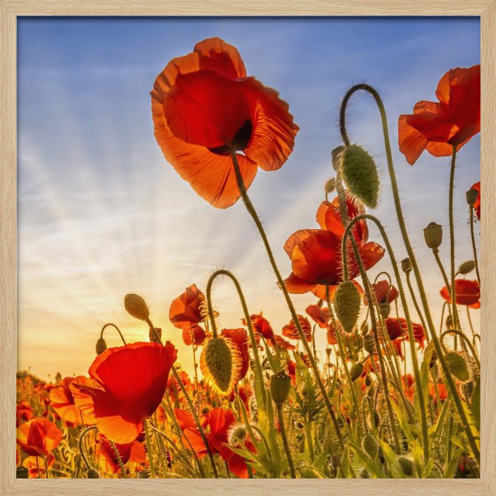 Fascinating poppies Poster