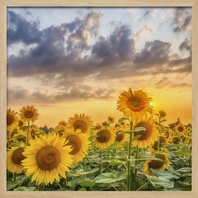 Sunflowers in the evening Poster