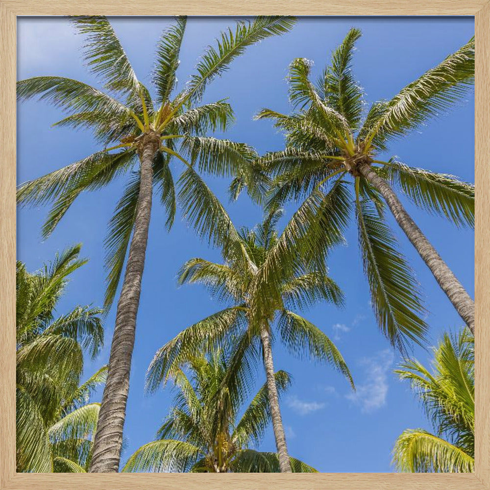 Lovely Palm Trees Poster