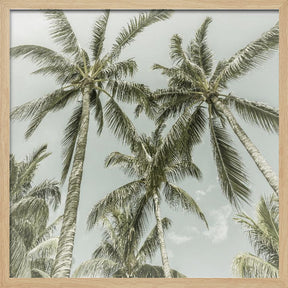 Lovely Vintage Palm Trees Poster