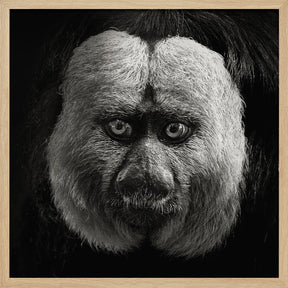 White-Faced Saki Poster