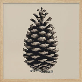 Pine Cone Poster