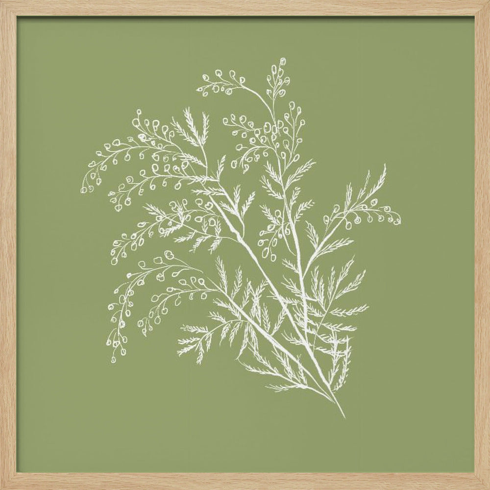 Acacia Botanical Branch Poster