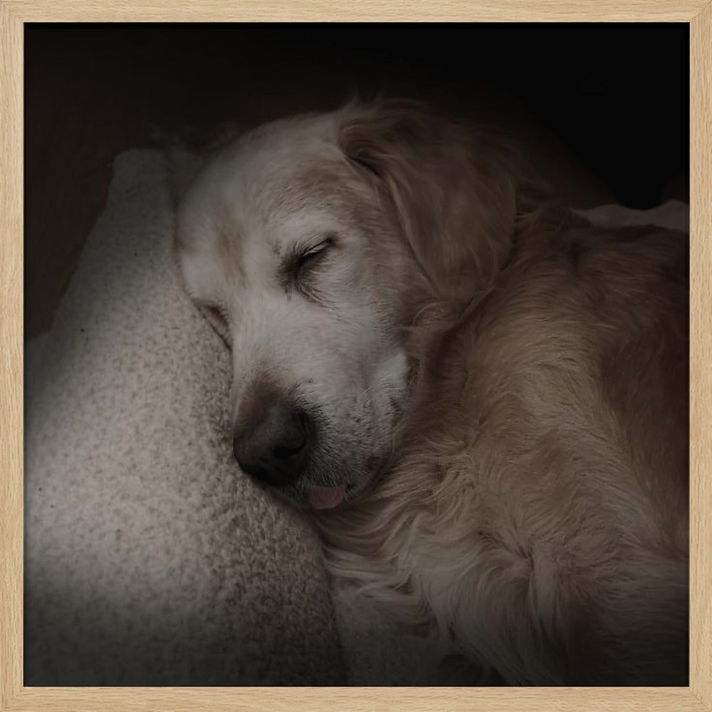 Sleeping Golden Poster