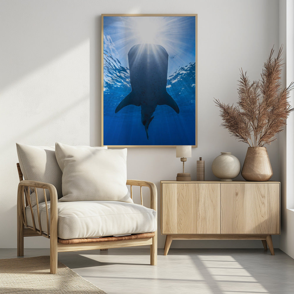 Whale shark and sun Poster