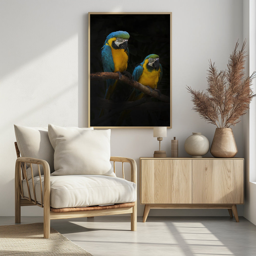 Macaw Parrots Poster