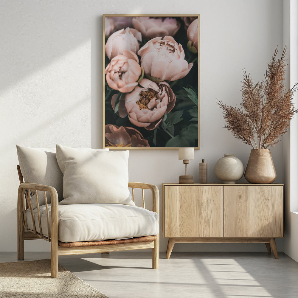 Coral Peonies Poster