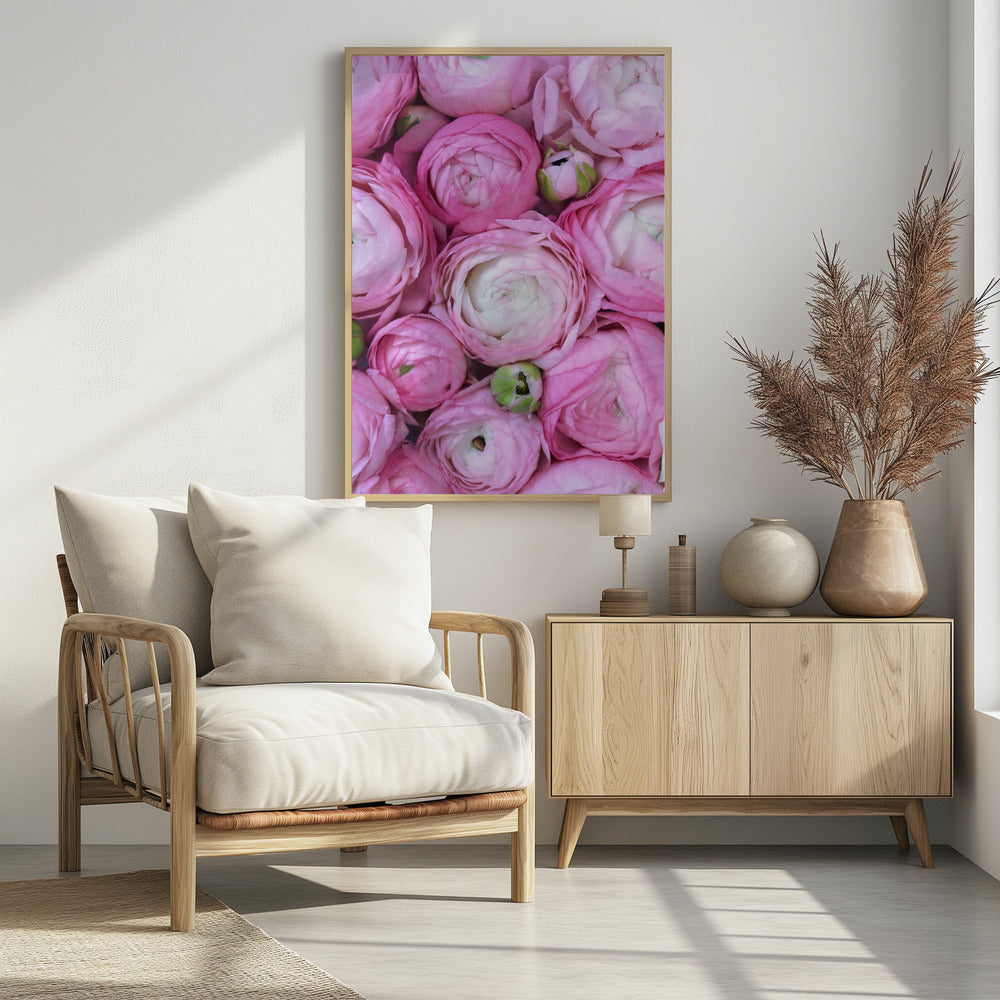 Pink ranunculus Poster