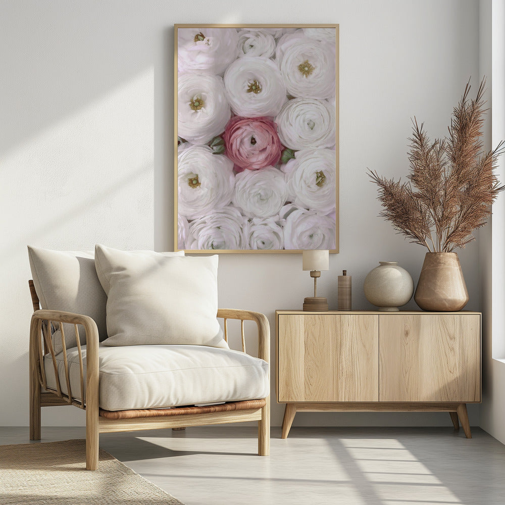 Singular ranunculus in blush Poster