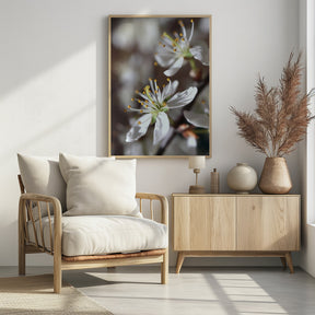 Spring blooms I Poster