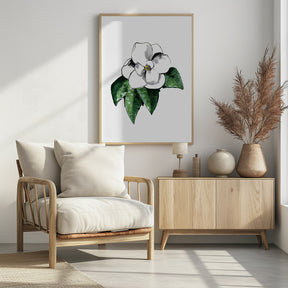 White magnolia Poster