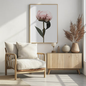 Blush peony II Poster