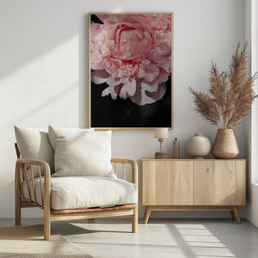 Blush peony V Poster