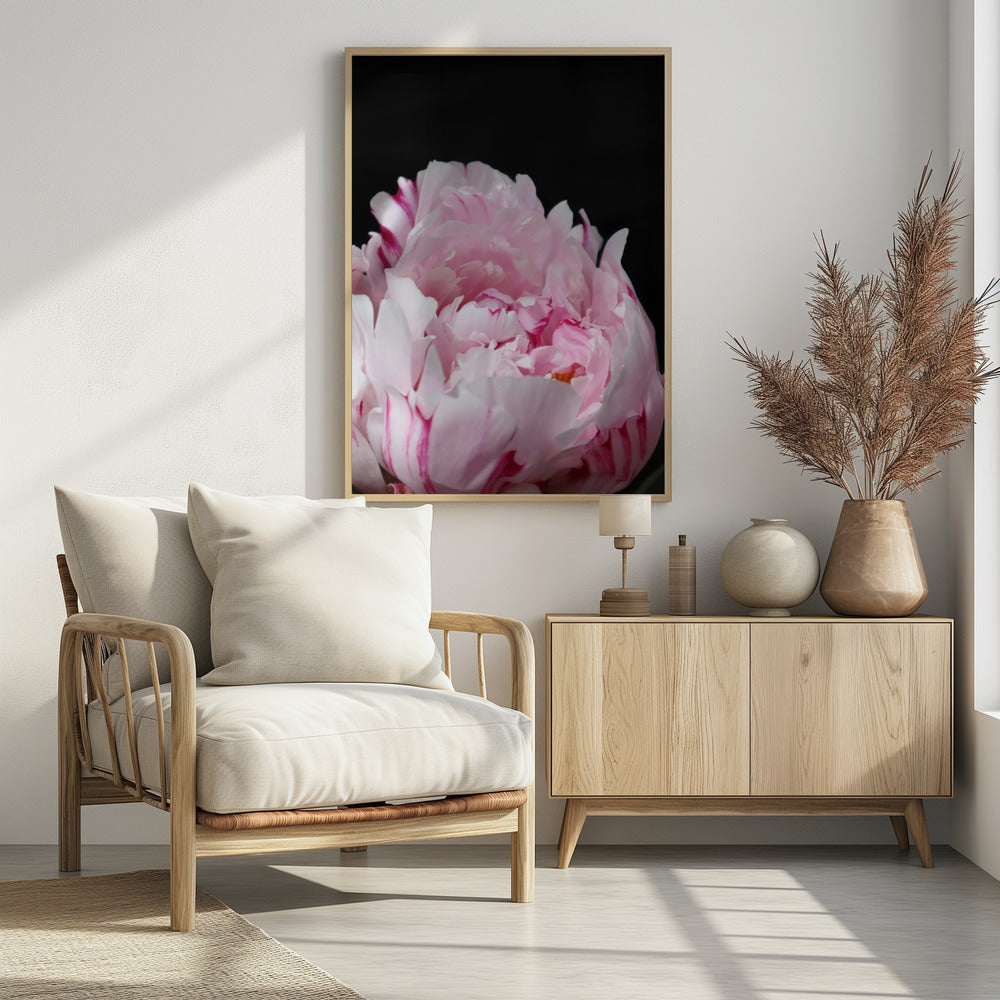 Pink peony VIII Poster