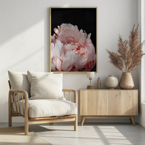 Blush peony VIII Poster