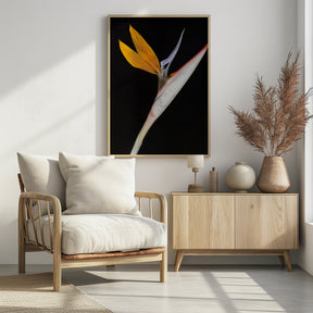 Bird of Paradise Poster