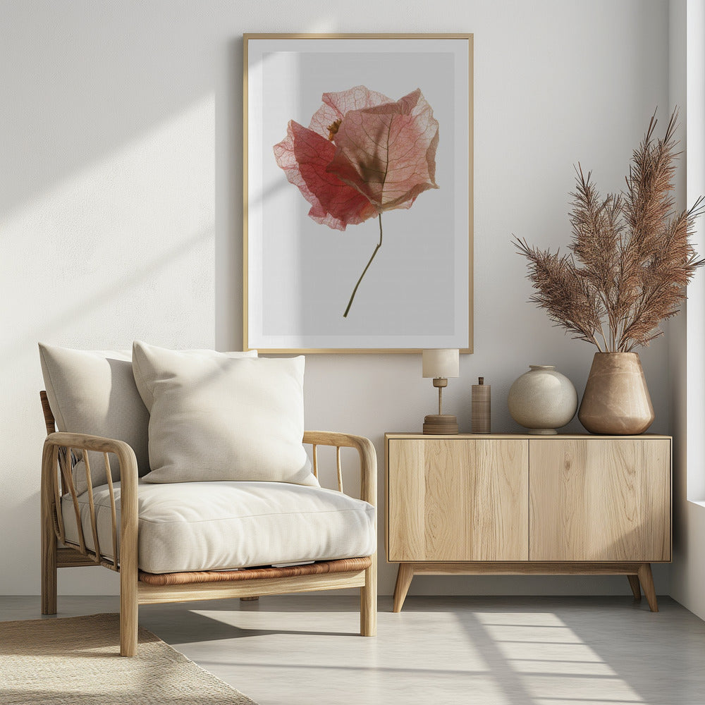 Bougainvillea Study No2 Poster