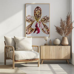 Coral Orchid Poster