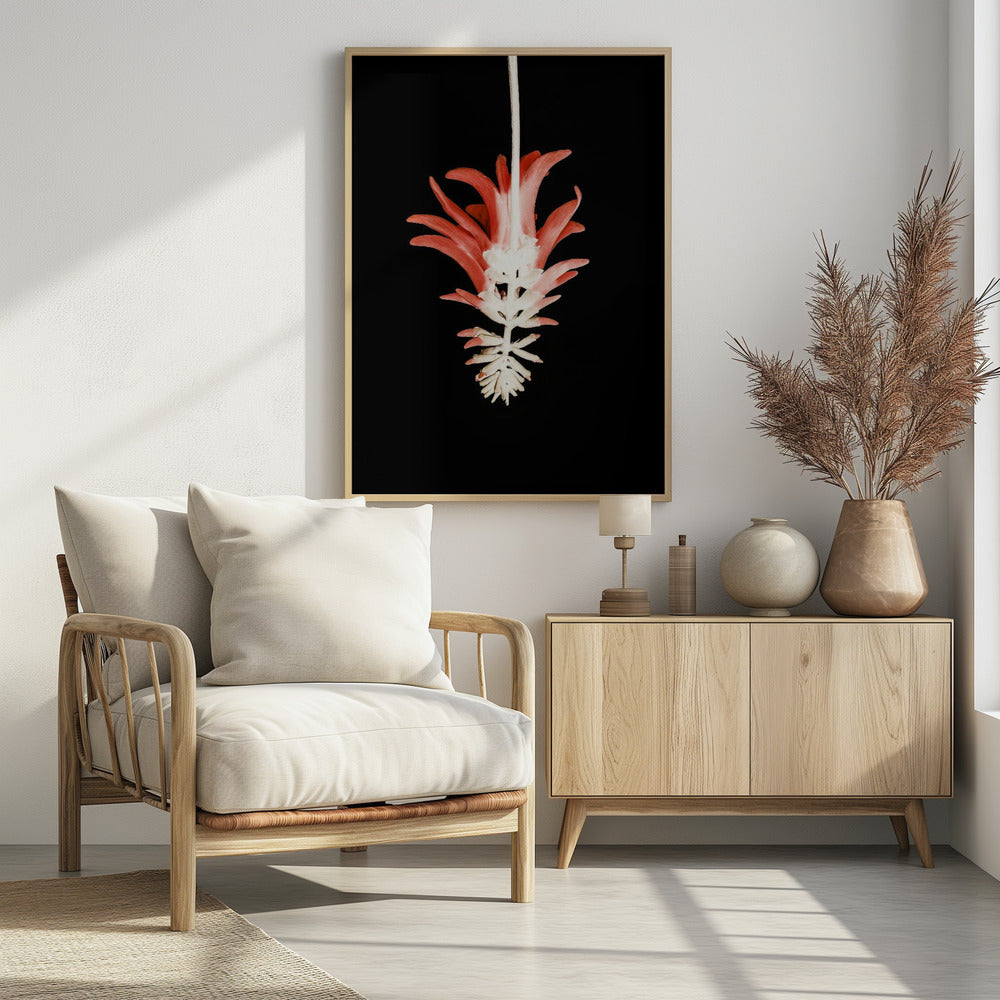 Coral Tree Flower Poster