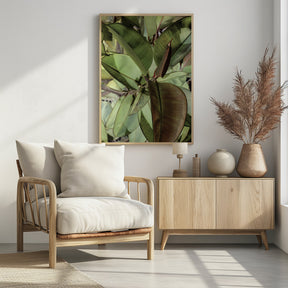 Ficus Elastica Poster