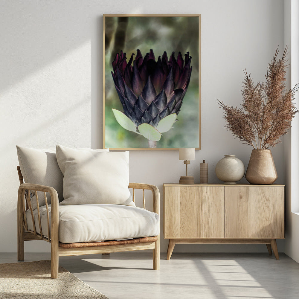 King Protea 01 Poster