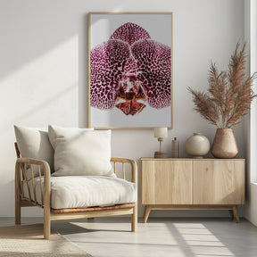 Leopard Orchid Poster