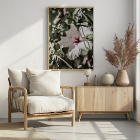 Pale Pink Hibiscus Poster