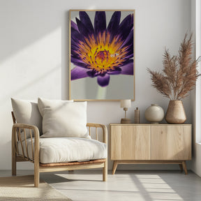 Water Lilly Poster