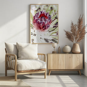 Wild Protea Poster