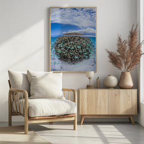 Coral Ball from Mayotte Poster