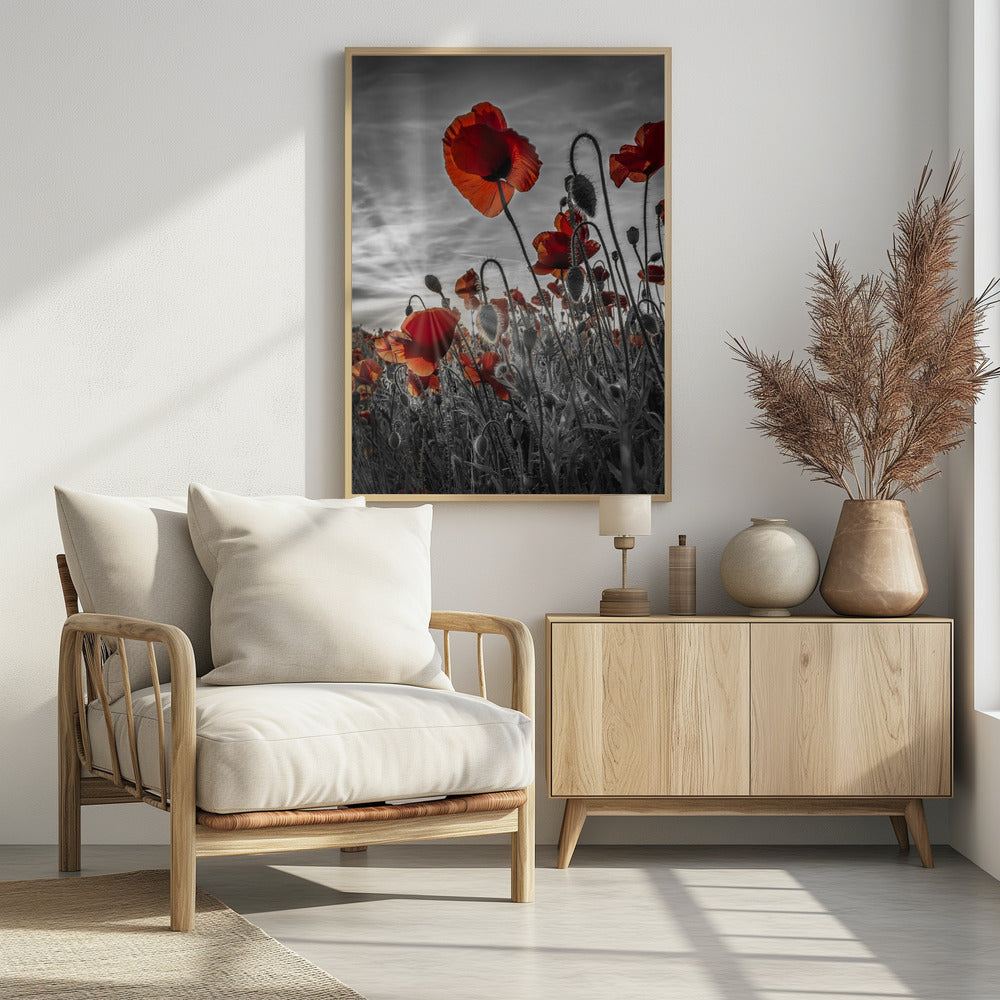 Fascinating poppies | colorkey Poster