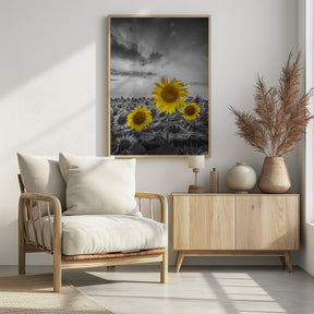 Yellow pop sunflowers Poster