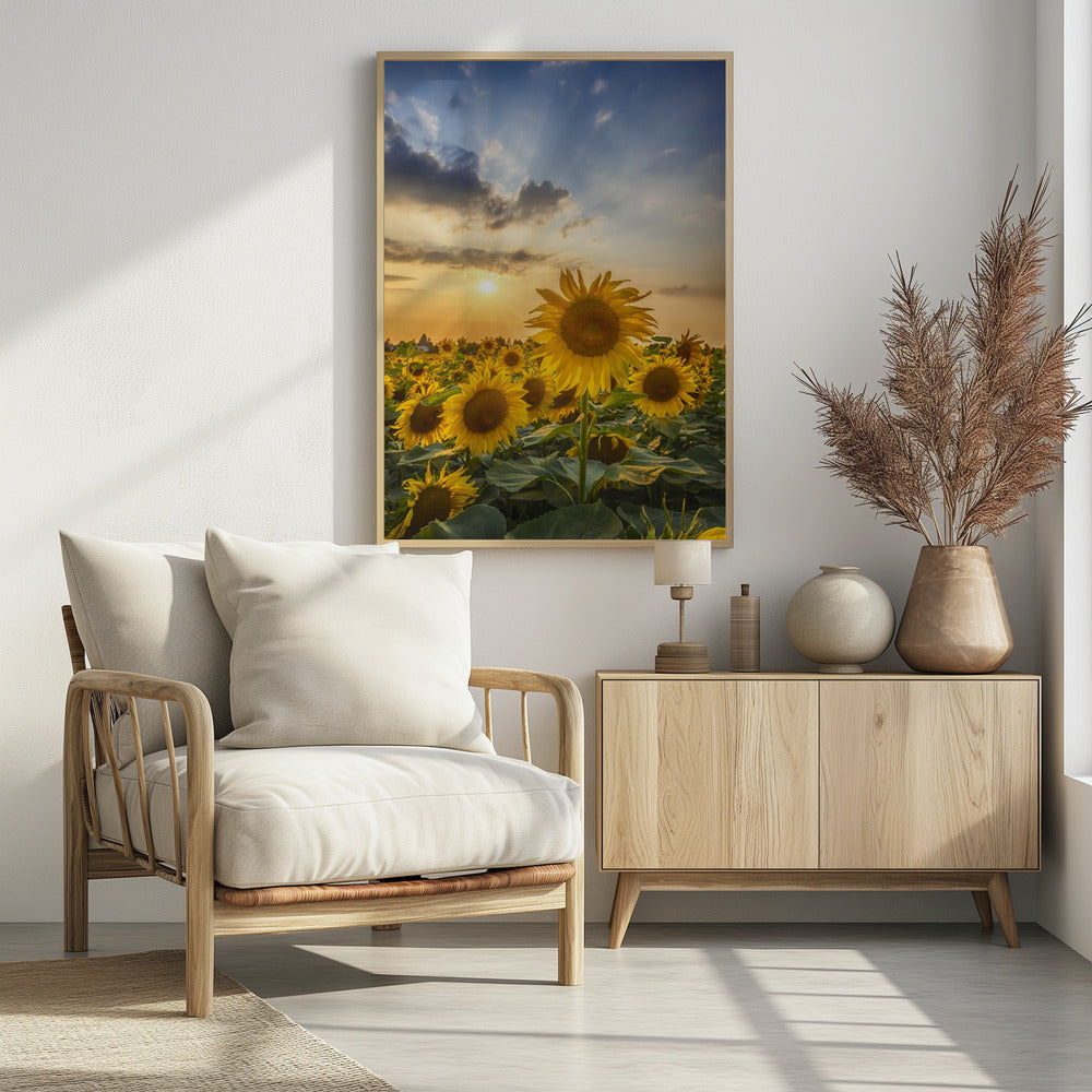 Sunset with beautiful sunflowers Poster