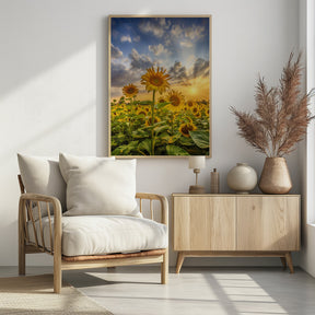 Sunflower field at sunset Poster