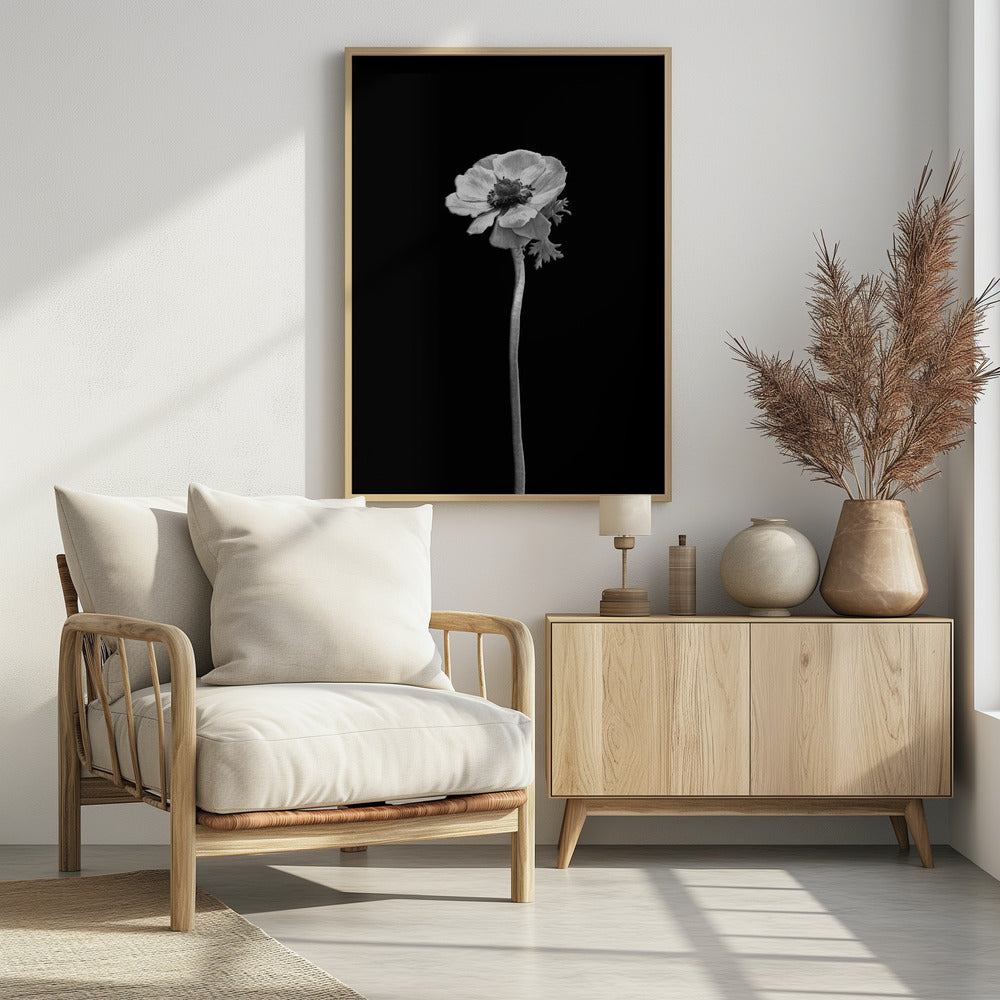 Anemone coronaria | dark design Poster